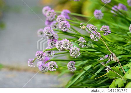 Close up of round blooming purple allium senescens flower heads on green stems on a blurred concrete pathway background in autumn. Close up of round blooming purple allium senescens flower heads on green stems on a blurred concrete pathway background in autumn. 143391775