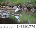 清流や水辺で優雅に舞う白鷺と美しい水面の反射 143391776
