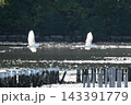清流や水辺で優雅に舞う白鷺と美しい水面の反射 143391779