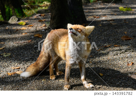 Wild red fox Vulpes vulpes standing with closed eyes enjoying warm sun in autumn forest of Primorsky Krai Russian Far East outdoor wildlife Wild red fox Vulpes vulpes standing with closed eyes enjoying warm sun in autumn forest of Primorsky Krai Russian Far East outdoor wildlife 143391782
