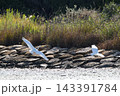 清流や水辺で優雅に舞う白鷺と美しい水面の反射 143391784