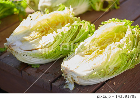 収穫したばかりの新鮮な白菜 収穫したばかりの新鮮な白菜 143391788