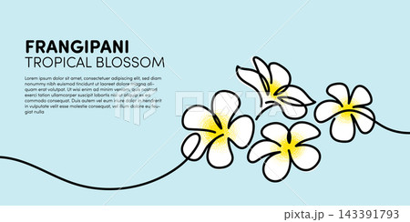 White flowers frangipani blossom single line art minimalism illustration decoration White flowers frangipani blossom single line art minimalism illustration decoration 143391793