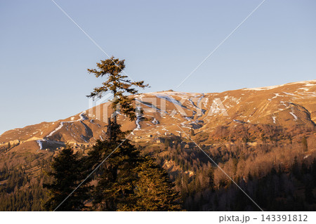 Majestic mountain peak at sunset with tall pine trees silhouette in foreground 143391812