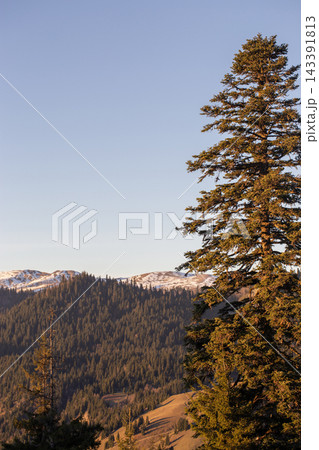 Beautiful mountain range with snow peaks and tall pine tree in golden sunset light 143391813