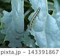 caterpillar worm on the tree 143391867