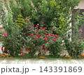 flowers on the window 143391869