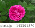 pink rose flower blossom in a garden 143391870