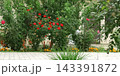 red roses in the garden 143391872