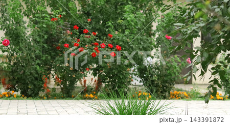 red roses in the garden red roses in the garden 143391872
