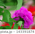 pink roses in the garden 143391874