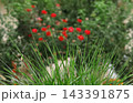 grass with dew 143391875