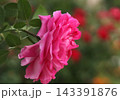 pink rose flower in a garden 143391876