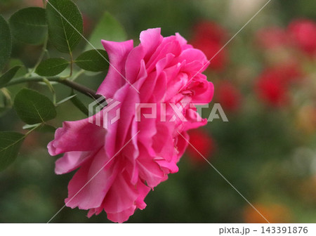 pink rose flower in a garden pink rose flower in a garden 143391876