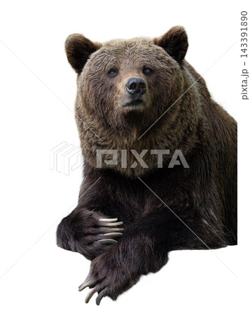 brown bear isolated on white background 143391890
