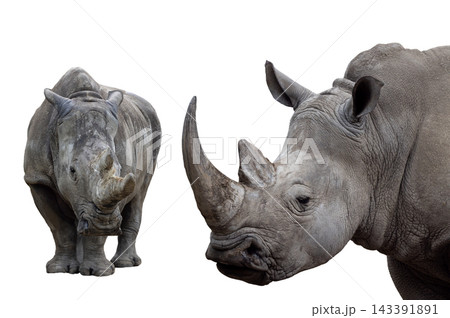 two white rhino isolated on white background two white rhino isolated on white background 143391891