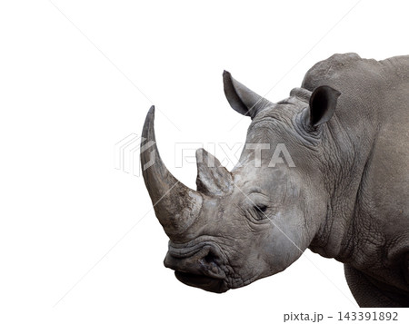 white rhino isolated on white background 143391892