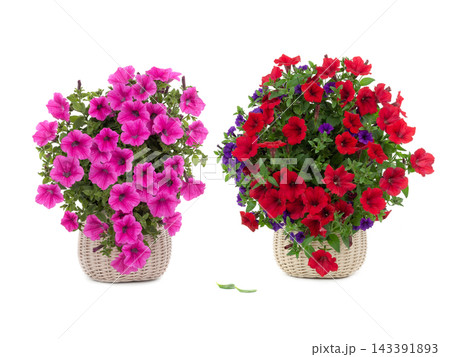 collage bouquet petunias isolated on a white background. collage bouquet petunias isolated on a white background. 143391893