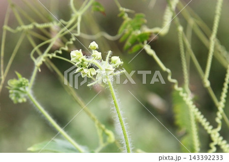 アレチウリの雄花 アレチウリの雄花 143392233
