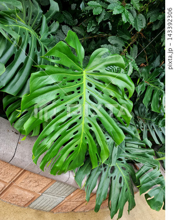 Monstera 143392306