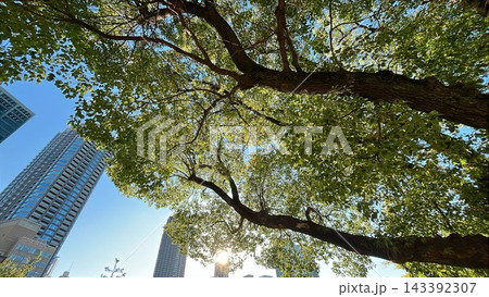 都市の高層ビルと大樹を見上げる青空 都市の高層ビルと大樹を見上げる青空 143392307