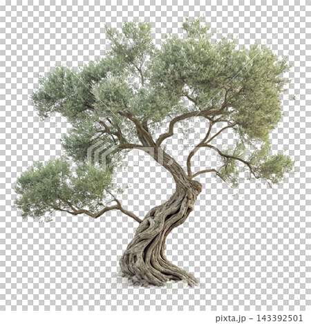 Perennial tree isolated on transparent background. Perennial tree isolated on transparent background. 143392501
