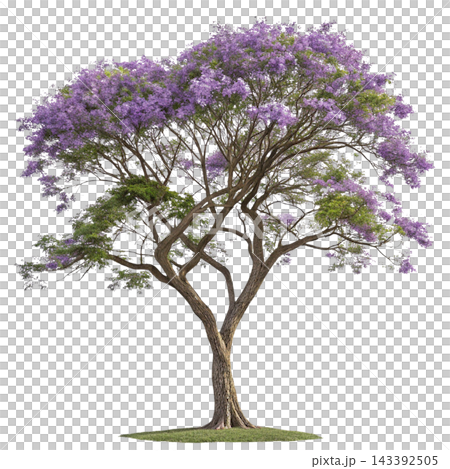 Perennial tree isolated on transparent background. Perennial tree isolated on transparent background. 143392505