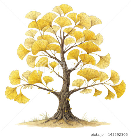 Perennial tree isolated on transparent background. 143392506