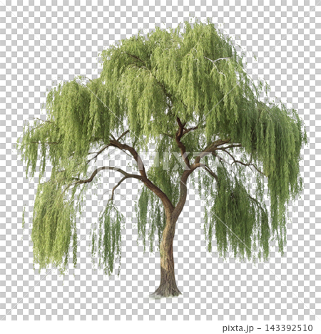 Perennial tree isolated on transparent background. Perennial tree isolated on transparent background. 143392510