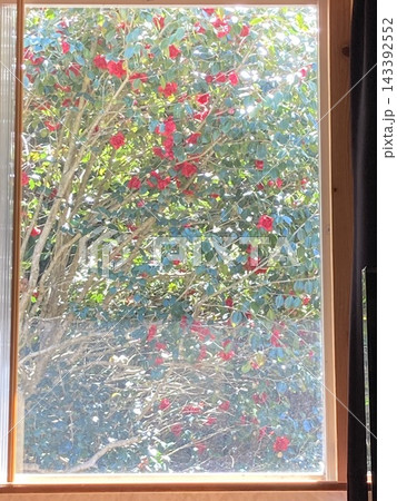 絵画のような赤い椿のピクチャーウィンドウ 143392552