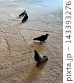 ミラノの石畳を歩く4羽の鳩 143393276