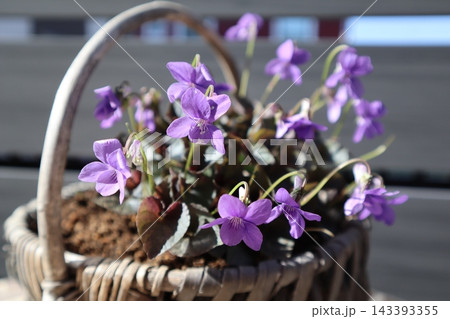 かごに植えたラブラドリカの紫の小花 143393355