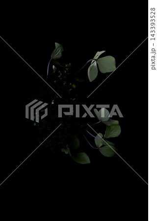 黒い背景に浮かぶ紫陽花 黒い背景に浮かぶ紫陽花 143393528