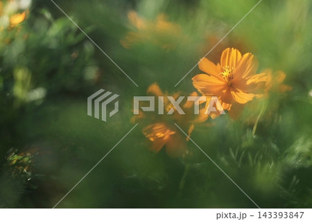お花畑のキバナコスモス お花畑のキバナコスモス 143393847