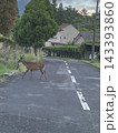 道路を横断中の鹿 143393860