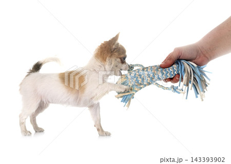 chihuahua in studio 143393902