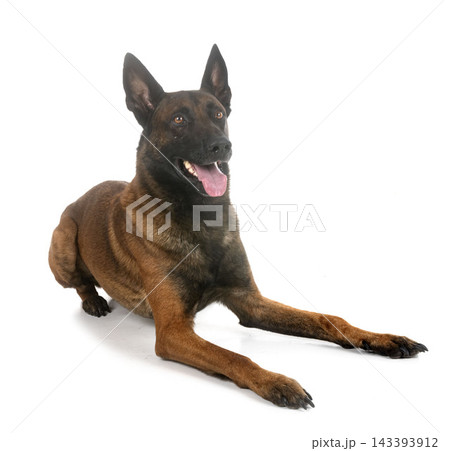malinois in studio malinois in studio 143393912