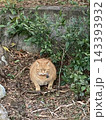 にらみをきかせるぽっちゃりチャトラ猫 143393932