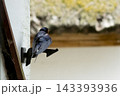 休むツバメ 143393936