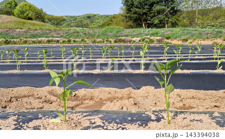 A field of pepper planted with pepper seedlings. A field of pepper planted with pepper seedlings. 143394038