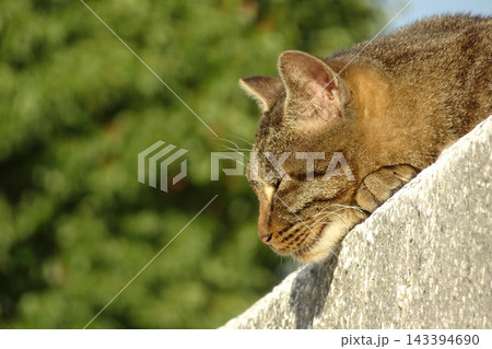 公園の石垣で休む猫 公園の石垣で休む猫 143394690