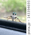 車の窓にとまるアブ 143394693