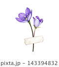 Purple flower, hepatica (liverwort) with decorative washi tape, hand-painted watercolor botanical illustration isolated on white. Good for scrapbooking, stationery, cards and creative projects 143394832