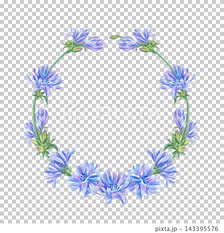 Watercolor chicory flower wreath round frame with blooming stems. Hand drawn botanical illustration isolated element for tea packaging design, wedding invitation and cosmetics label. Detailed art Watercolor chicory flower wreath round frame with blooming stems. Hand drawn botanical illustration isolated element for tea packaging design, wedding invitation and cosmetics label. Detailed art 143395576