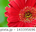 真っ赤なガーベラの花クローズアップ 143395696