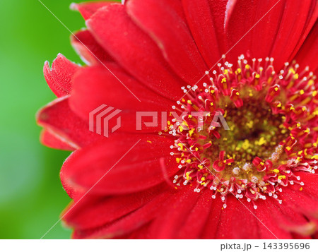 真っ赤なガーベラの花クローズアップ 真っ赤なガーベラの花クローズアップ 143395696