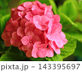 鮮やかなピンク色の手毬咲のガクアジサイ 143395697