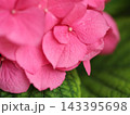 鮮やかなピンク色の手毬咲のガクアジサイ 143395698