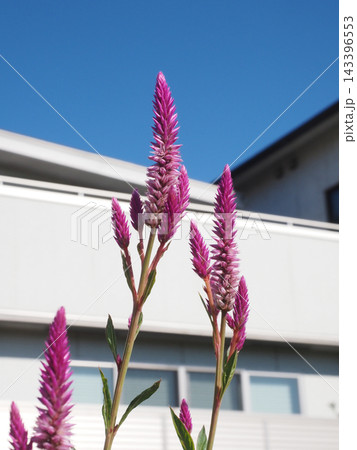 秋の日ざしを浴びた赤と白のノゲイトウの花(川辺の野鶏頭) 秋の日ざしを浴びた赤と白のノゲイトウの花(川辺の野鶏頭) 143396553