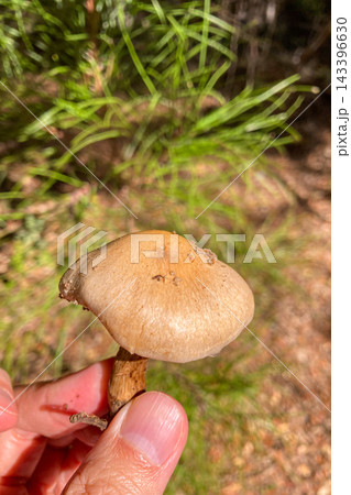 A wild mushroom growing among natural vegetation highlights the rich biodiversity and forest environment of Sierra de Las Nieves National Park, Spain 143396630